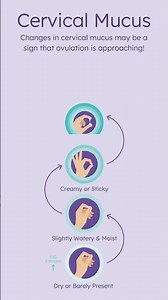 Fertile Cervical Mucus
