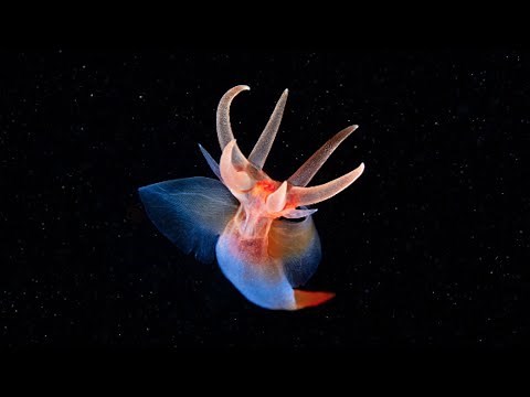 Sea angel - unusual tiny creatures of sea slug