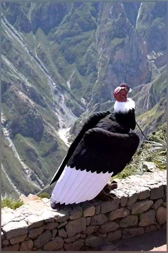 Su majestad el "CÓNDOR" en el Cañon del Colca, ave mitològica, su nombre cientifico Vultur Gryphus, hàbita en los Andes Peruanos , en Argentina,Bolivia, Chile, Ecuador ,Colombia y Venezuela, esta en peligro de extinciòn tiene una tasa reproductiva muy baja, su nombre proviene del Quechua Kuntur, la foto se tomò en La Cruz del Còndor, lugar habitual donde esta ave nos regala un espectàculo maravilloso con su vuelo. 🤍🤩 | OK, Emociones