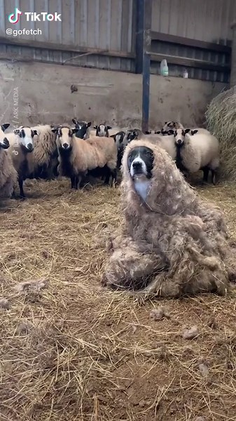 Sheep Costume for Dogs: A Hilarious Wolf in Sheep's Clothing Meme