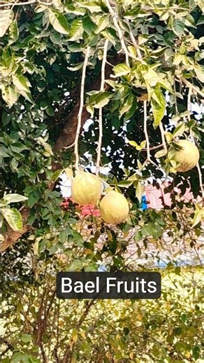 The tree is bearing a large number of bael fruits