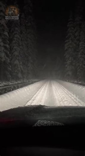 POV: You're stranded in a blizzard and the welcoming committee isn't friendly. My heart was pounding out of my chest when they started circling. Would you try to start the car, or wait it out? #wildlife #WildAnimalEncounters #Wolves #WolfPack #Snow #Road #Canada #Viral