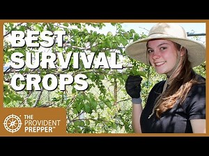 Best Crops to Grow in a Survival Garden