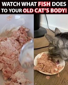 1.7K reactions · 321 shares | ✨ Transform Your Cat's Health with a...