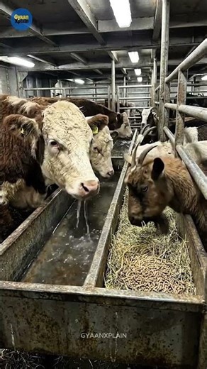 “Inside the Ship 🚢 That Transports Animals 🐄🐑 Worldwide 🌍”
