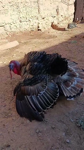 Observing Natural Turkey Behavior on a Farm Safe & Educational #FarmLife #Educational #NatureShorts