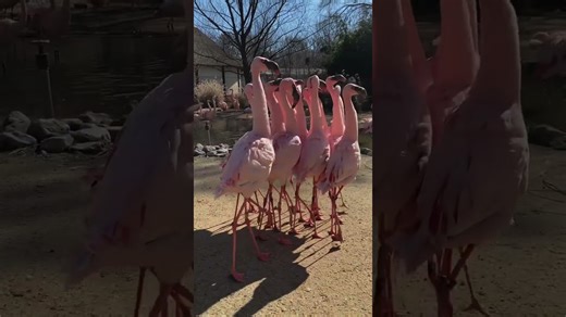 Flamingos show off balance skills in a fun twist