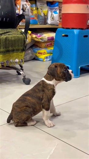 8810623046 Boxer available booking trained vaccinated grooming deworming training tips professional