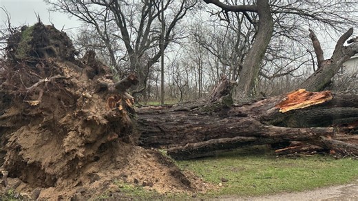 Photos and video: Toppled trees, church steeple after storms