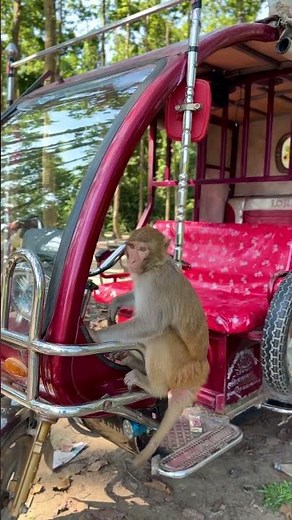 Monkey driving a car 🤣 | Wild life fun moments 🚗🐒 #shorts