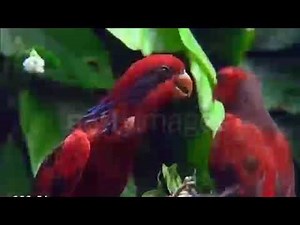 Baby Macdonald Remake