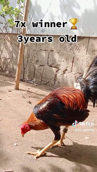 Manok Panabong: Backyard Breeders & Sabong Bakbakan Trends