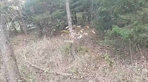 9/28/24. First rabbit didn't run very good and just kept covering the same ground and pulling doubles. | Circle P Beagles