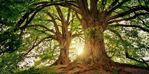 NEW COURSE: An Introduction to Traditionalism