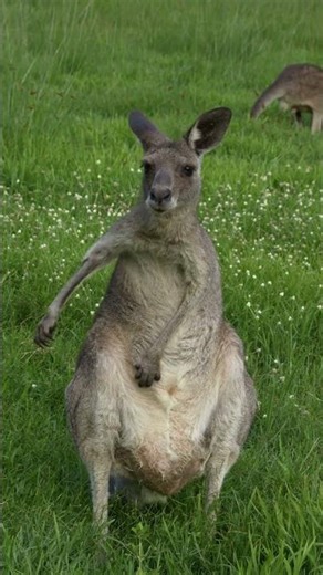 5 Amazing Facts About Kangaroos You Didn’t Know! 🦘