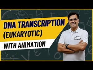 Transcription in Eukaryotes Biochemistry | Eukaryotic DNA transcription animation