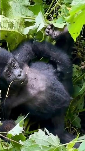 Baby Mountian gorilla reveals its gender as male