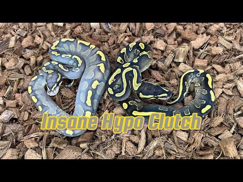UPDATE ON THE INSANE HYPO BALL PYTHON CLUTCH WE HATCHED OUT