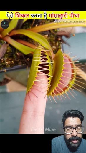 Kya aapne kabhi mansahari paudha dekha hai? 😱 #facts #plants #shorts #didyouknow #trending