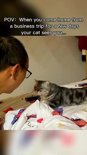 Its like an angry daughter 😂😂#cat #catsoftiktok #cattiktok #foryou #fyp