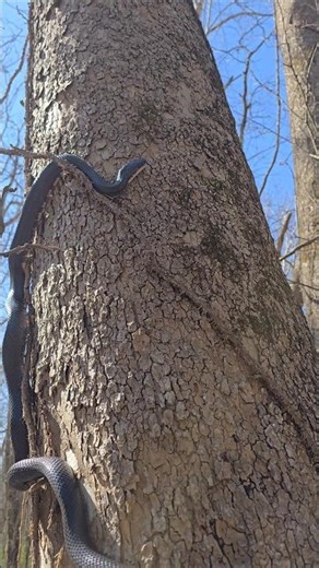 False rattle black snake. Snake fool's me for a minute. #nature #snake #outdoors