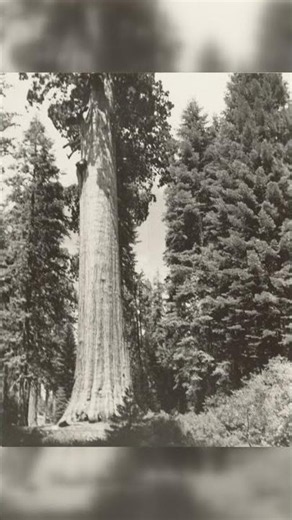 Redwoods at Big Sur - Man Ray #Shorts