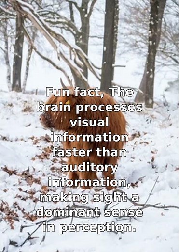 Brain's Speed: Visual vs. Auditory Processing