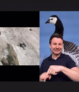 37K views · 2.1K reactions | Barnacle Goose | Markulland | Facebook