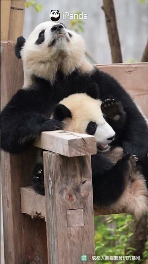 A Heartwarming Clip Of A Panda Mother And Her Cub | iPanda #shorts