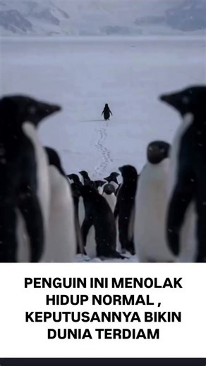 Nihilist Penguin: Meninggalkan Koloni di Antartika