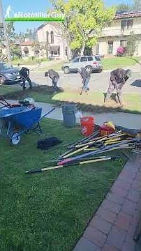 Expert Old Lawn Removal by RototillerGuy | Clean & Professional Work