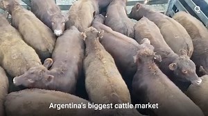 Argentina's Oldest Cattle Yard Moves