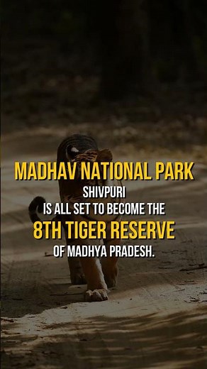 8th Tiger Reserve of Madhya Pradesh | Madhav National Park | MP Tourism | Tiger State of India