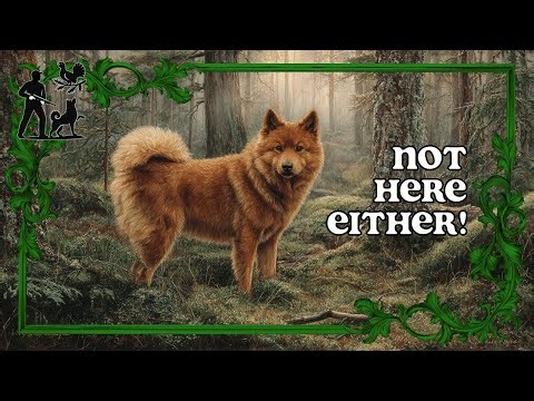 Finnish Spitz Hunts Despite No Game