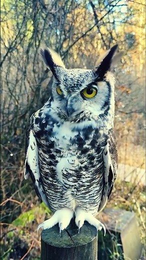 The scariest owl in the world! 🦉😱
