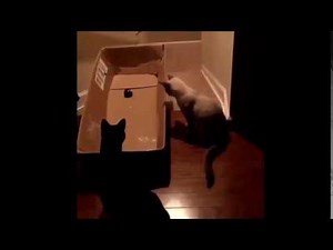 Best Funny cats short video