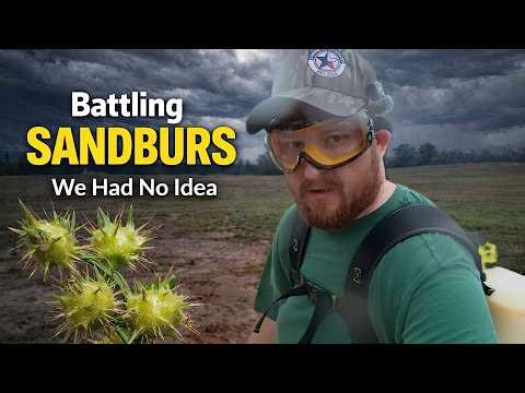 Battling Sandburs on Our Farm: We Had No Idea How Awful This Would Be