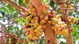 Ripe fruit Ficus Racemosa, one of genus ficus fruit. Popularly known as the cluster fig tree, Indian fig tree or cluster fig.