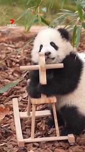 A giant panda cub has been caught on camera trying and failing to ride a rocking horse. The determined little fellow tries desperately to climb on board, tackling the toy from all angles. #pandacub #panda #rockinghorse #babypanda #cuteanimals #animals #7NEWS | 7NEWS Australia