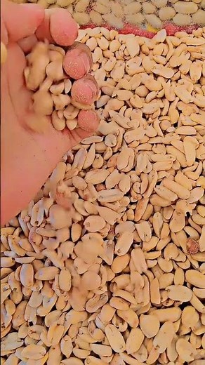 ​🥜 Freshly Shelled Peanuts Close-Up - Perfect Raw Groundnuts for Roasting!