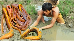 230K views · 4.9K reactions | Catch Eel and Cook - Cooking Eel Eating Hot so Delicious | Short Story | Facebook