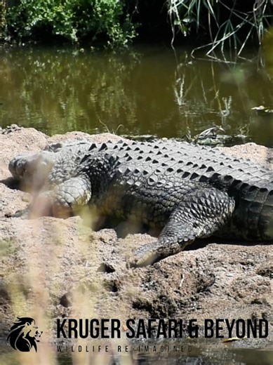 5.7K views · 109 reactions | HUGE Crocodile, Relaxing On A Hot Day Near The Water! Stunning Wild Africa! #crocodile #reptiles #africa #animals #safari #wildlife #wildanimals #wildlifeplanet #naturelovers #nature #fypシ #reelsfypシ #reelsfb #reelsfacebook #reelsvideo #reelsviral #viralreels #trend #short | Kruger Safari And Beyond | Facebook