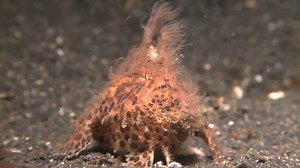 The Seas Strangest Square Mile