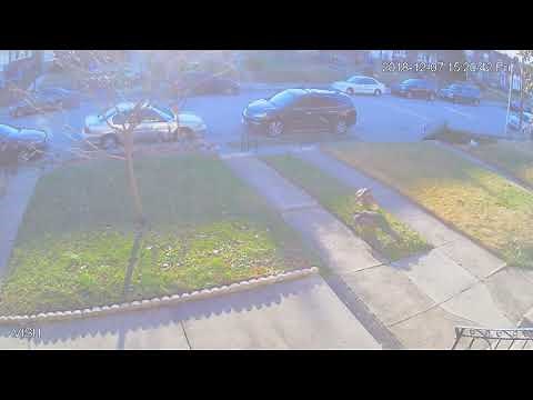 Hawks Mating Dance on front lawn