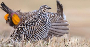 Greater Prairie-Chicken Sounds, All About Birds, Cornell Lab of Ornithology
