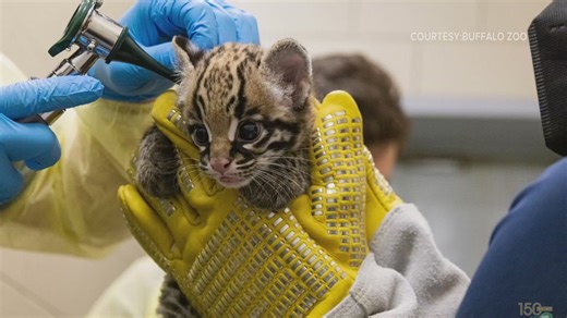 Baby Ocelot unveiled at Buffalo Zoo