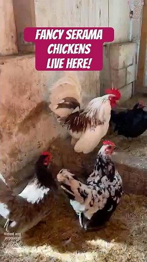 Welcome to the Serama chicken coop! Smallest chicken breed in the world #ayamserama #chickens #farm