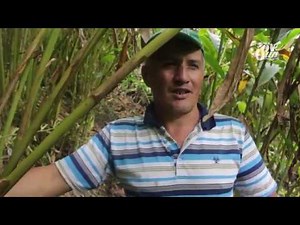 El Cardamomo, una esperanza para la economía de Colombia - Huila