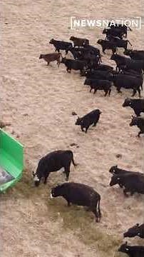 How will the New World screwworm impact cattle?