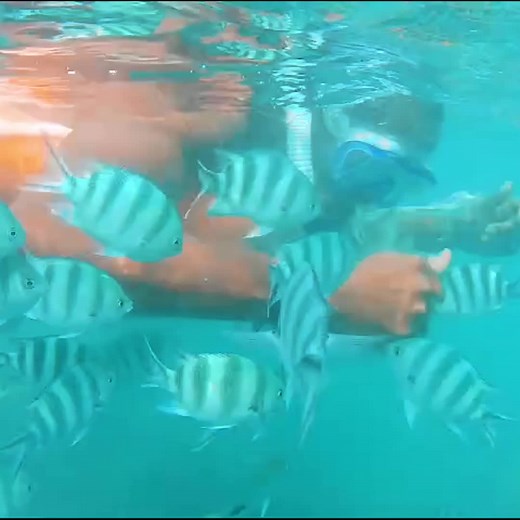 Exploring the Underwater Wonders at Safari Beach Hotel